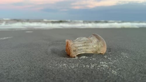 Tote Quallen an der Küste angespült, Meereswellen im Hintergrund, Nahaufnahme