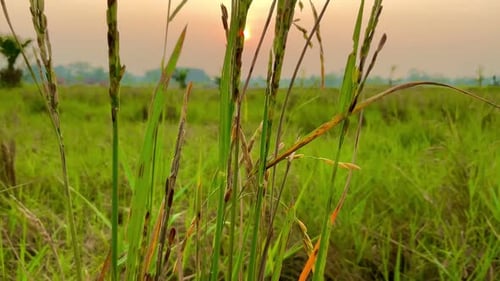 Sunset over Rice Plants in Rural Field