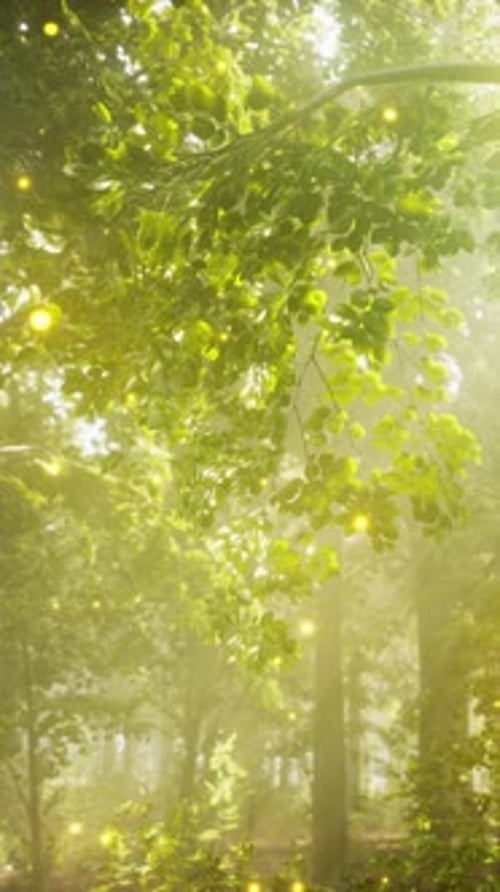 A Forest Filled with Lots of Green Trees