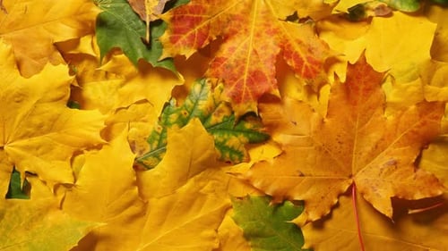 Autumn Leaves Background Maple and Oak Fall Leaf Layout