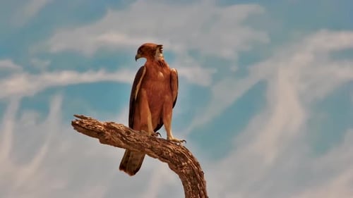 A medium-wide shot of a majestic Tawny Eagle perched on a dead tree branch against a cloudy blue