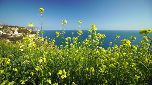 Yellow Wildflowers Swaying in the Wind Breeze Against Background with Blue Sea Water Close Up