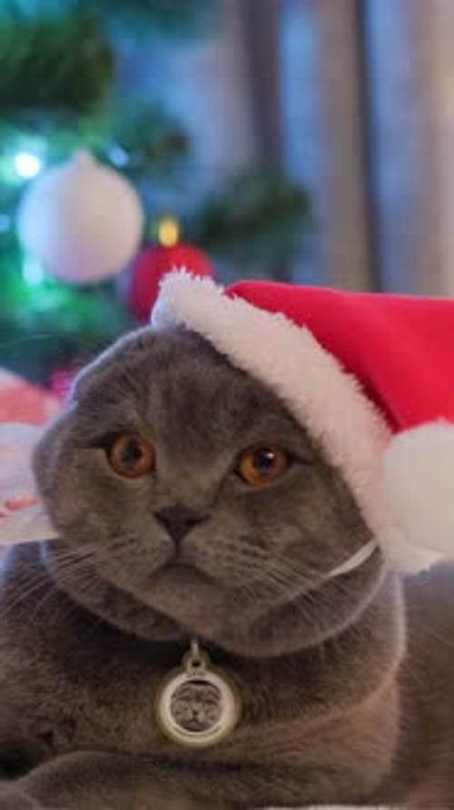 Gray Cat in Santa Hat Near Christmas Tree