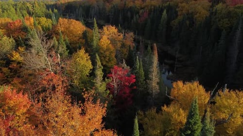 aerial shots pointing downwards flying over a forest in beautiful autumn colors towards a river