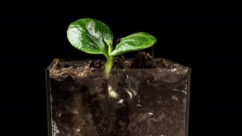 Seed Pumpkin Plant Germination from Soil Timelapse Side View. Greenhouse for Sprouting Organic Green