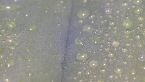 Beautiful Drops of Clear Rainwater on Green Leaves Macro