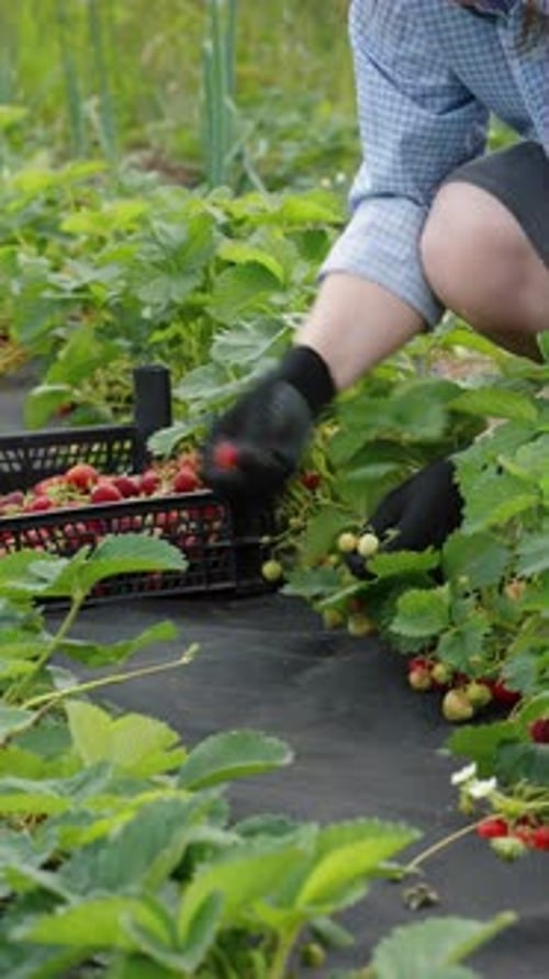 Vertical Screen Seasonal Worker Harvesting Strawberries on Farm