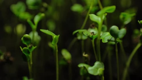 Tiny Green Sprouts Growing Close Up