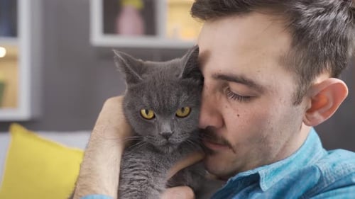 The cat looks around in the owner's lap.