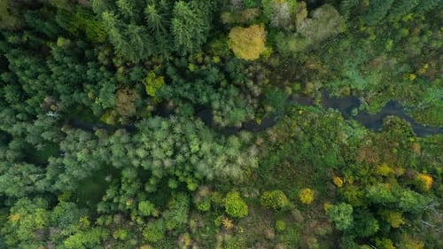 View Of A Swamp Flowing In Dense Woods During Autumn In Sommerain, Houffalize, Belgium. Aerial Drone