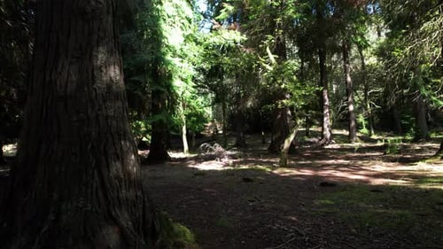 dans la forêt au-dessus de la mousse filmée avec un Drone