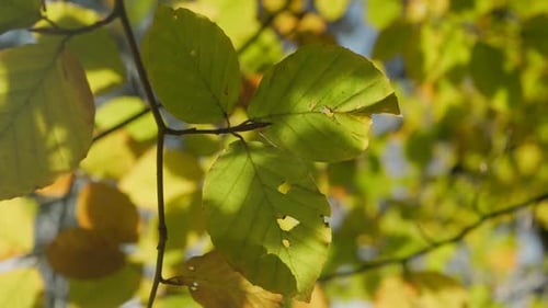Herbstblätter bewegen sich langsam in einer ruhigen Brise