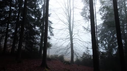 A mysterious and frightening tree towering high in the mist. An autumn forest on a cold morning.
