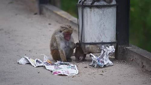 Un singe et son bébé mangent des déchets près de la poubelle urbaine