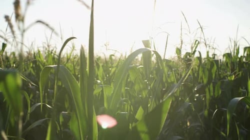 Green corn plantation field. Green corn cobs endless field Corn rays of the sun Cornfield background