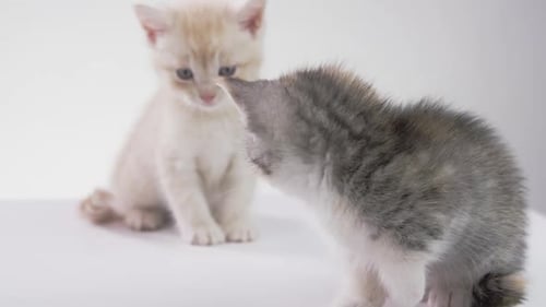 Adorable Kittens Sitting Together on White Background