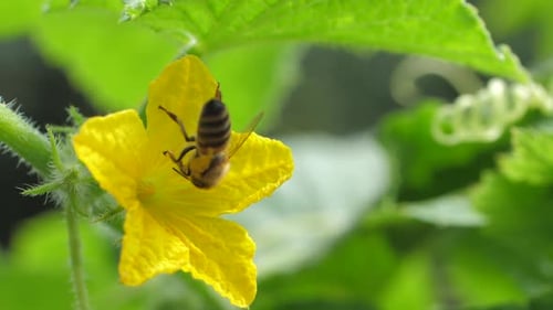 Bee Collecting Pollen From a Yellow Flower