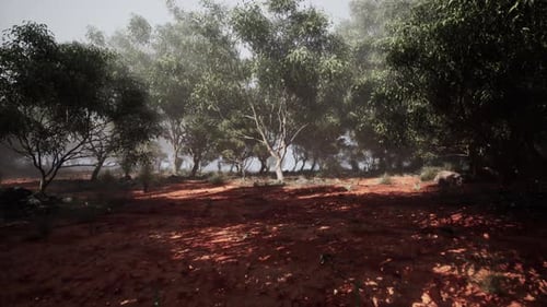 Whispering Shadows A Majestic Eucalyptus Grove Nestled in a Serene Dirt Field