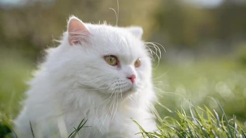 White Highland Straight Fluffy Cat Green Lawn backgroundDomestic Kitty on Walk