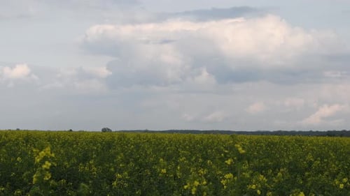 Blooming Canola (Rape) Field