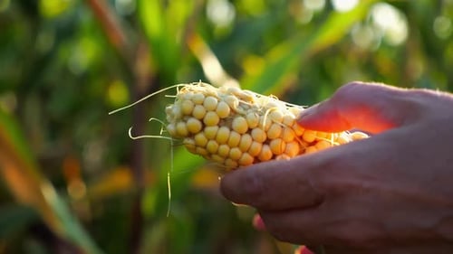 Close Up to Female Hands of a Farmer Peeling Ripe Cob of Corn at Green Meadow Adult Arms of