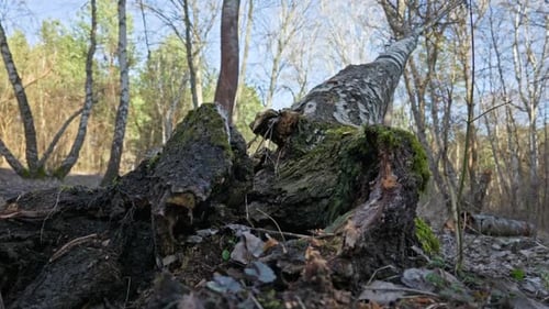 Fallen Birch Tree Trunk Resting on Forest Floor During Early Spring