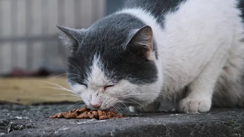 Stray Cat Feeding on the Urban Street Slow Motion