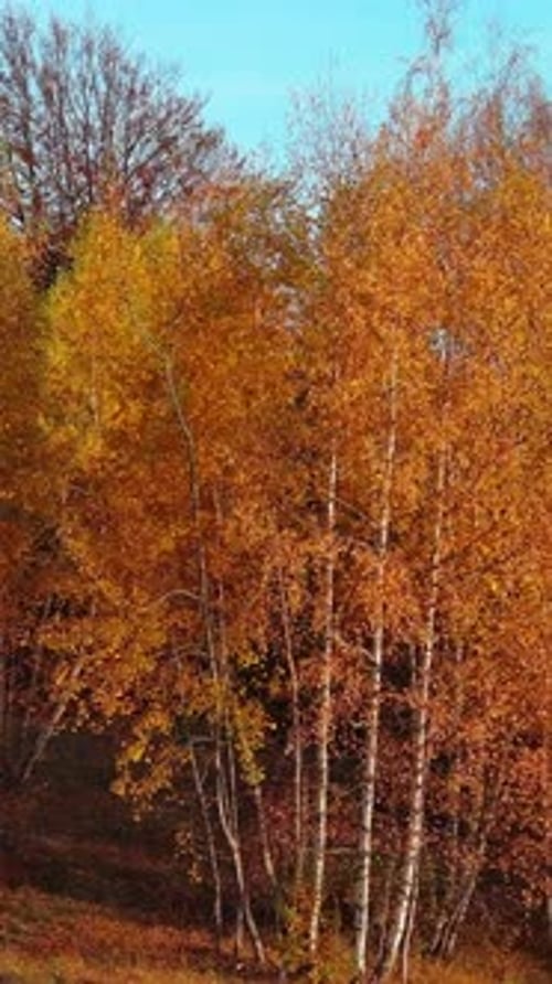 Forêt tranquille et vibrante d'automne au coucher du soleil