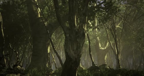 La lumière du soleil filtre à travers une forêt dense créant une atmosphère enchanteresse