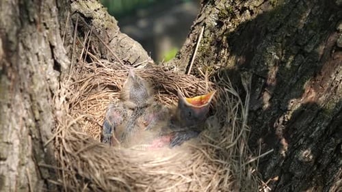 Baby Birds in Nest Waiting to be Fed