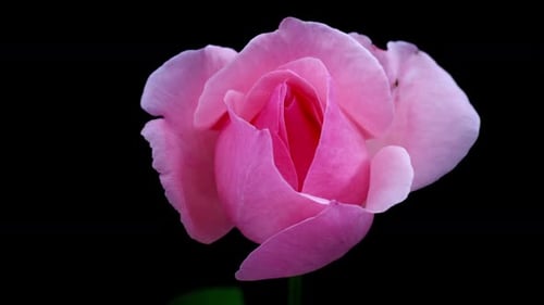 Blooming Pink Rose Time Lapse on Black Background
