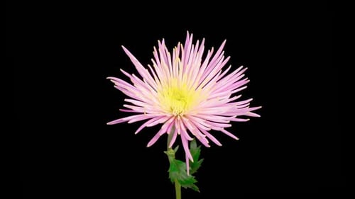 Elegant Pink Chrysanthemum Flower Bloom on Black Background
