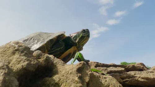 une tortue à oreilles rouges se prélassant sur une pierre