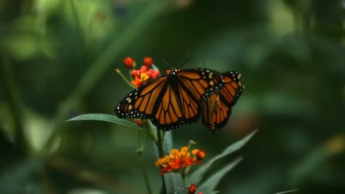 Monarch Butterflies on Bright Orange Tropical Flowers, Zoom