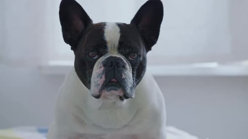 Black and White French Bulldog Facing Camera Indoors