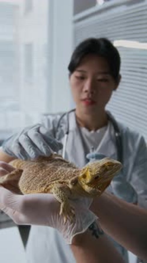Veterinarians Making Injection or Vaccinating Exotic Pet in Clinical Office