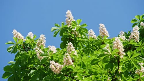 Eine Krone eines blühenden Kastanienbaums an einem sonnigen Tag mit Blumen und grünen Blättern