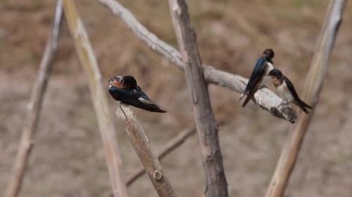 Barn Swallow, Hirundo rustica, Pak Pli, Nakhon Nayok, Thailand; perched on wood scaffolding while th