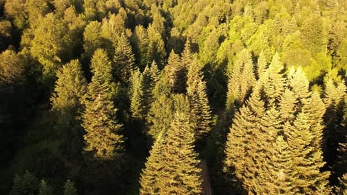 Aerial Pine Forest