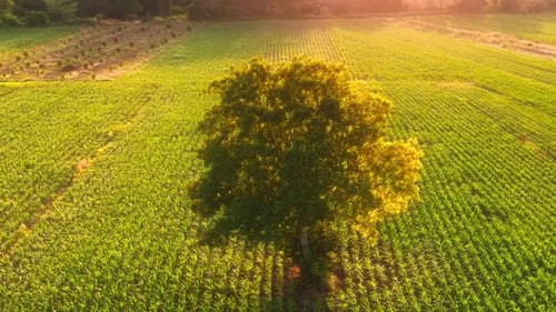 Solitary Tree in a Lush Green Field