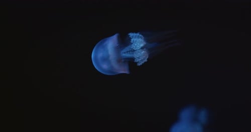 Small glowing jellyfish with delicate tentacles swims in the dark night ocean set against a deep bla