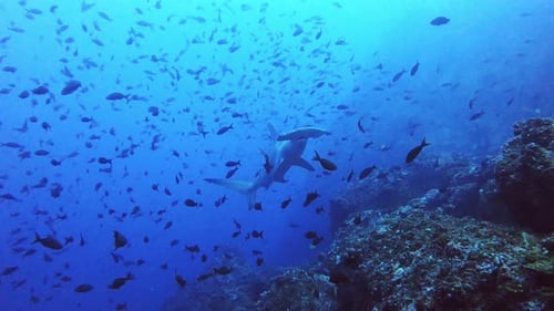 Hammerhead shark swims amongst fish in ocean scenery
