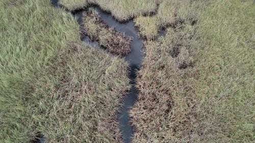 Aerial showing all the branches of small creeks running through thick dense grasses in a Florida mar