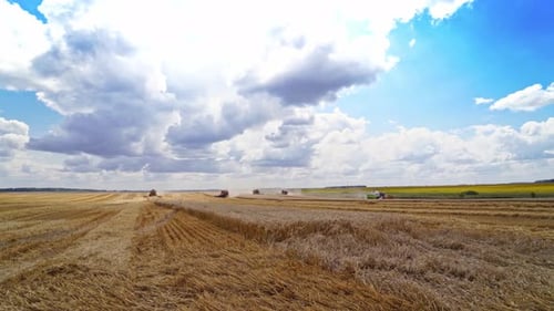 Agricultural scene. Combine harvesters harvesting ripe wheat on the field in summer.