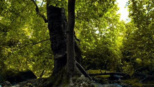 Autumn Forest