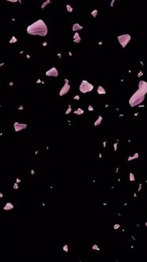 Gentle Falling Pink Petals Background