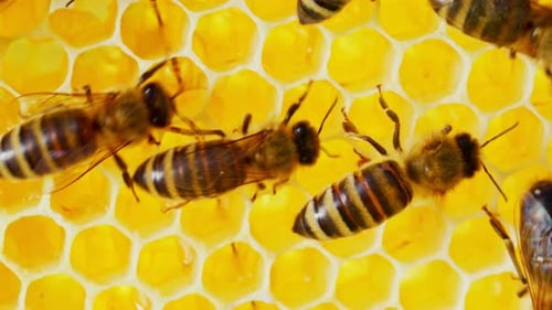 Extreme Closeup of Tiny Bees Patiently Producing Delectable Honey Bee Colony Making Nourishing
