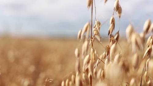 Close-up of ripe golden ears rye, oat or wheat swaying in the light wind on sky background in field.