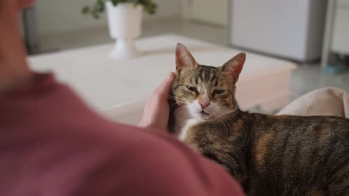 Cat Being Pet by Person Indoors