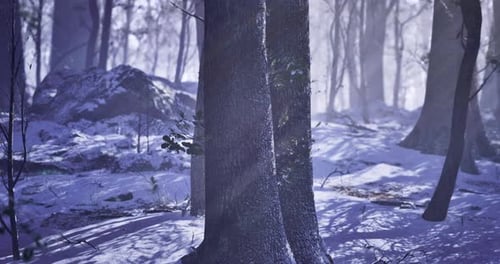 Winter Serenity Envelops a Tranquil Forest Landscape at Dawn